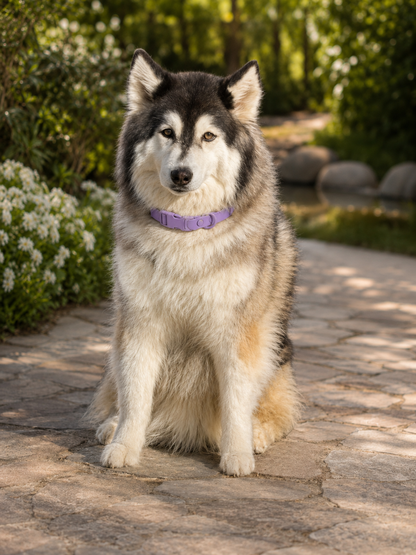 Waterproof Dog Collar